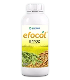 efocol_arroz