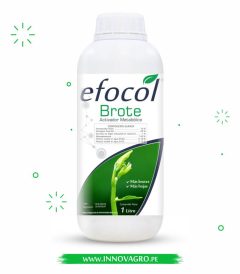 efocol_brote.jpg