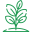 planta