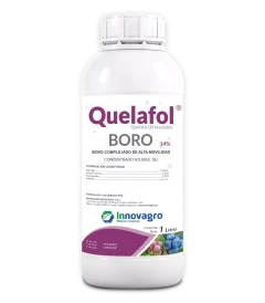 quelafol_boro